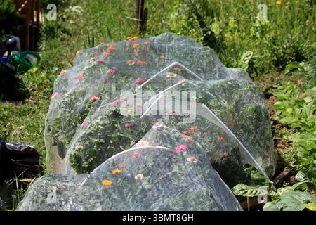 Zinnia Zinnia elegans, auch Jugend und Alter genannt, zeigt farbenfrohe Blüten, die durch feines Insektennetz geschützt werden und dicht wachsen Stockfoto