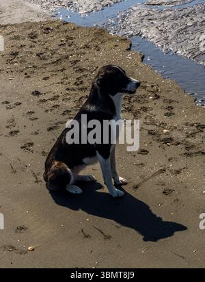 Hund im sand Stockfoto