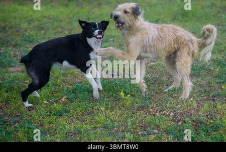 Zwei Hunde spielen auf dem Gras Stockfoto
