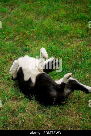 Fröhlicher Hund auf dem Gras Stockfoto