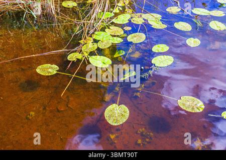 Grüne Seerosenblätter schwimmen auf einem ruhigen See mit klaren Reflexen des Himmels und der Vegetation. Schweden. Stockfoto