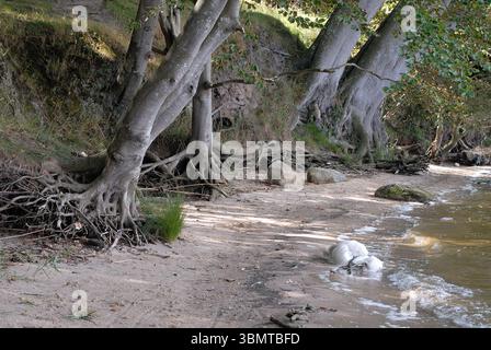Eine Reihe von Bäumen mit Wurzeln, die durch Erosion am Sandufer eines Sees oder Bodens (Lagune) freigelegt sind Stockfoto