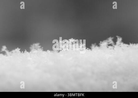 Ein abstraktes Schwarzweiß-Makrofoto von echten Schneeflocken und Eiskristallen auf einer Schneedecke. Stockfoto