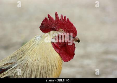 Portraitkopf des Hahns, Maloviste, Nordmakedonien Stockfoto