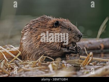 Nordamerikanischer Biber (Castor canadensis). Walpole, New Hampshire, USA. Stockfoto