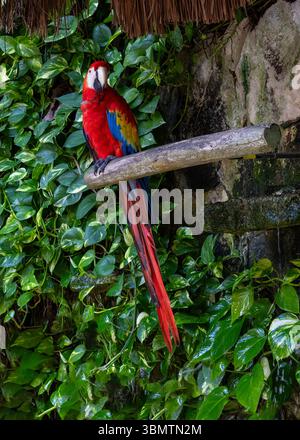 Scharlachroter Ara auf einer Barsche Stockfoto