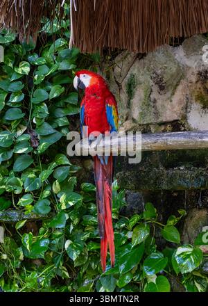 Scharlachroter Ara auf einer Barsche Stockfoto