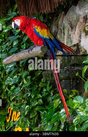 Scharlachroter Ara auf einer Barsche Stockfoto