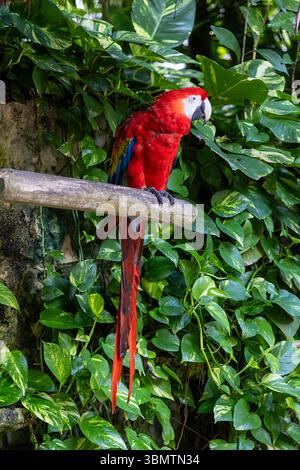 Scharlachroter Ara auf einer Barsche Stockfoto