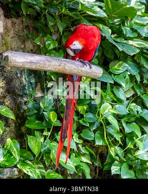 Scharlachroter Ara auf einer Barsche Stockfoto