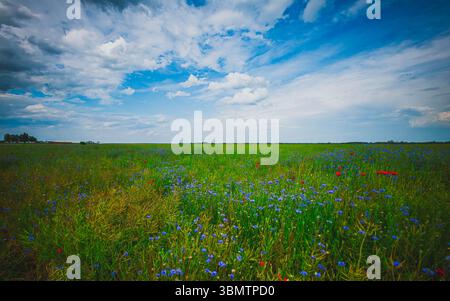 Blaue Kornblumen und rote Mohnblumen in einer Sommerwiese unter einem bewölkten Himmel Stockfoto