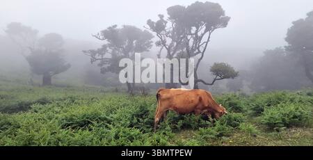 Fanal Lorbeerwald im Nebel mit schauenden Kühen, Madeira, Portugal. unesco-Weltkulturerbe für einzigartige Natur und tausendjährige Bäume. Schönheit in der Natur Stockfoto