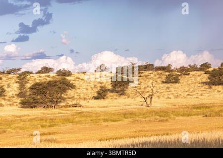 Kalahari Landschaft im goldenen Licht bei Sonnenuntergang mit grasbewachsenen Dünen und verstreuten Kameldornbäumen, regnerische Sommersaison, Nordkap Südafrika Stockfoto