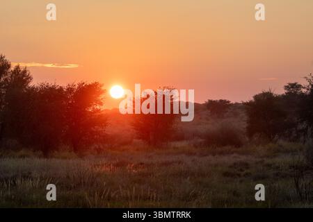 Sonnenaufgang über der Kalahari, Kgalagadi Transfrontier Park, Nordkap, Südafrika mit Kameldornbäumen auf grasbedeckten roten Dünen im Sommer nass se Stockfoto