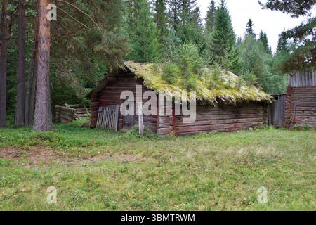 Alte Blockhütte mit bewachsenem Dach, bedeckt mit Bäumen, mit dem hohen Wald mit Kiefern und Fichten als Hintergrund Stockfoto