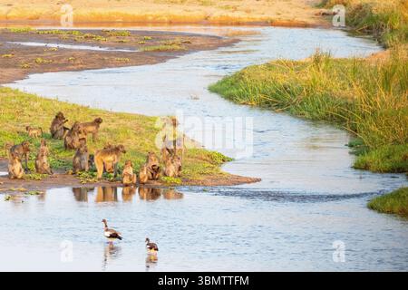Truppe von Chacma-Pavianen (Papio ursinus) und ägyptischen Gänsen bei Sonnenuntergang auf Letaba River, Kruger-Nationalpark, Limpopo, Südafrika, malerische Landschaft Stockfoto