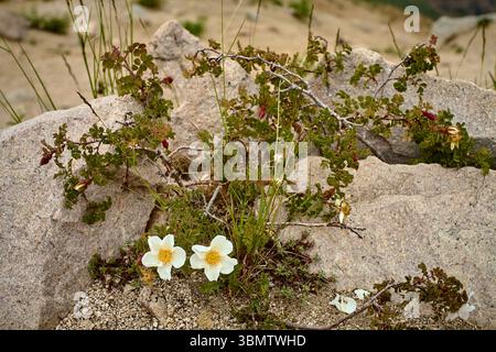 Wilde Rose (Rosa sp.) Mit weißen Blüten, Staubblättern und grünen Blättern, die zwischen Granitfelsen am westlichen Hang von Greater Chimgan in Usbekistan wachsen. Stockfoto