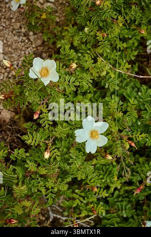 Wilde Rose (Rosa sp.) Mit weißen Blüten, Staubblättern und grünen Blättern, die zwischen Granitfelsen am westlichen Hang von Greater Chimgan in Usbekistan wachsen. Stockfoto