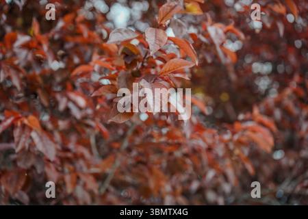 Prunus cerasifera ist eine Pflaumenart, die unter den gebräuchlichen Bezeichnungen Kirschpflaume und Myrobalanpflaume bekannt ist. In Eurasien beheimatet und anderswo eingebürgert. Stockfoto