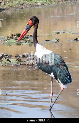 Angelmöglichkeit von Schellfisch-Storch (Ephippiorhynchus senegalensis) am Sweni Wasserloch, Kruger-Nationalpark, Limpopo, Südafrika Stockfoto