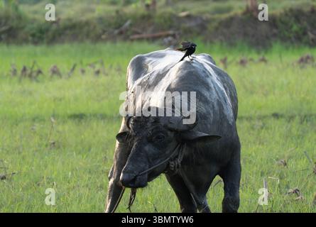 Wasserbüffel und Vogel in einem üppigen grünen Feld Stockfoto