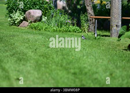 Hinterhof-Szene mit üppigem grünem Gras und blühenden Blumenbeeten im Hintergrund. Ein weißer Bachstelz (Motacilla alba) spaziert um den Rasen. Friedliches rura Stockfoto