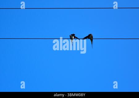 Zwei Schwalben auf Elektrodraht unter einem leuchtend blauen Himmel. Friedlicher minimalistischer Naturmoment, der Sommer, Kommunikation und Einfachheit symbolisiert. Stockfoto