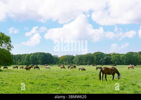 Eine Gruppe von Pferden weidet ruhig auf einem breiten Wiesenfeld und ernährt sich an sonnigen Tagen im Freien, ländliche Landschaft Stockfoto