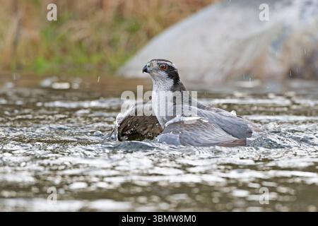Northern Goshawk (Accipiter gentilis) in einem Biberteich nach dem Fangen einer weiblichen Holzente. April im Acadia-Nationalpark, Maine, USA. Stockfoto