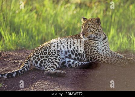 Leopard (Panthera pardus). Masai Mara National Reserve, Kenia, Ostafrika. Stockfoto