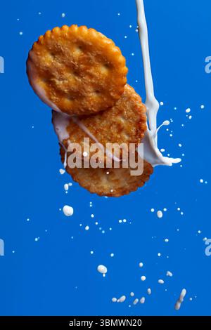 Goldene Kekse, die mitten in der Luft durch die Milch spritzen, vor einem leuchtend blauen Hintergrund. Dynamische Studioaufnahme mit süßen Snacks in Bewegung. Keine Personen Stockfoto