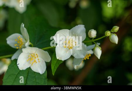 Weiße Jasminblüten mit gelben Mittelpunkten blühen inmitten grüner Blätter in einem Garten, die sanft beleuchtet werden und eine zarte und ruhige florale Szene schaffen Stockfoto