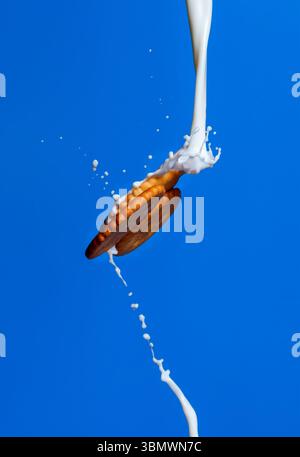Goldene Kekse, die mitten in der Luft durch die Milch spritzen, vor einem leuchtend blauen Hintergrund. Dynamische Studioaufnahme mit süßen Snacks in Bewegung. Keine Personen Stockfoto