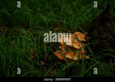 Neben einem verfaulenden Baumstamm auf dem Waldboden wächst eine Ansammlung orangener Wildpilze, umgeben von grünem Gras in einer ruhigen Waldlandschaft Stockfoto