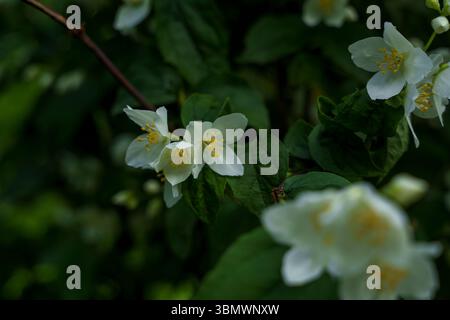 Weiße Jasminblüten mit gelben Mittelpunkten blühen inmitten grüner Blätter in einem Garten, die sanft beleuchtet werden und eine zarte und ruhige florale Szene schaffen Stockfoto
