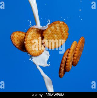 Goldene Kekse, die mitten in der Luft durch die Milch spritzen, vor einem leuchtend blauen Hintergrund. Dynamische Studioaufnahme mit süßen Snacks in Bewegung. Keine Personen Stockfoto