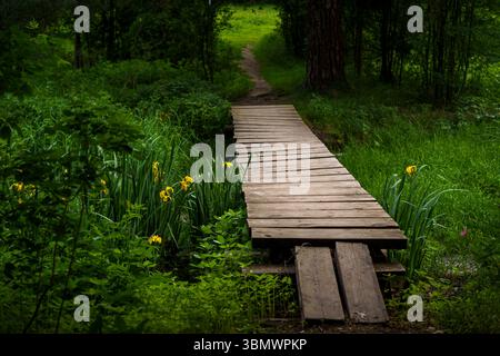 Ein schmaler Holzsteg führt durch lebhafte grüne Vegetation und gelbe Blumen in einer friedlichen Waldlandschaft Stockfoto