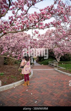Untertassen-Magnolien im Garten Enid A. Haupt von Smithsonian Castle platzten mit rosa Blumen. Stockfoto