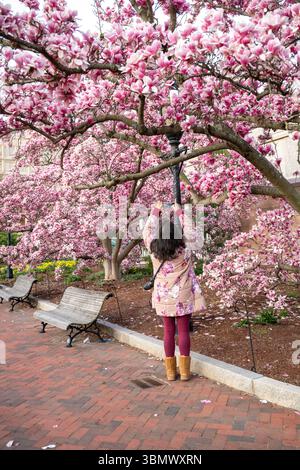 Untertassen-Magnolien im Garten Enid A. Haupt von Smithsonian Castle platzten mit rosa Blumen. Stockfoto