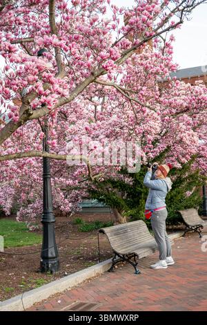 Untertassen-Magnolien im Garten Enid A. Haupt von Smithsonian Castle platzten mit rosa Blumen. Stockfoto
