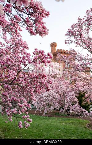 Untertassen-Magnolien im Garten Enid A. Haupt von Smithsonian Castle platzten mit rosa Blumen. Stockfoto