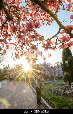 Untertassen-Magnolien im Garten Enid A. Haupt von Smithsonian Castle platzten mit rosa Blumen. Stockfoto