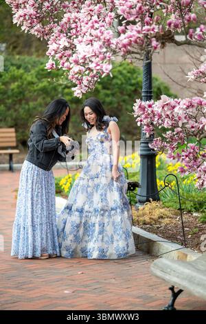 Untertassen-Magnolien im Garten Enid A. Haupt von Smithsonian Castle platzten mit rosa Blumen. Stockfoto