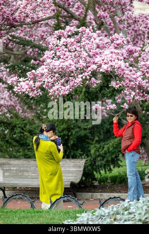 Untertassen-Magnolien im Garten Enid A. Haupt von Smithsonian Castle platzten mit rosa Blumen. Stockfoto