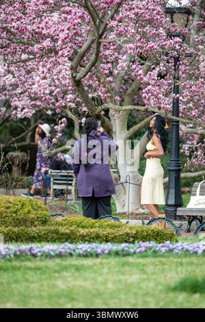 Untertassen-Magnolien im Garten Enid A. Haupt von Smithsonian Castle platzten mit rosa Blumen. Stockfoto