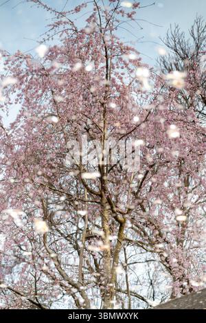 Kirschblütenblätter schweben in einer Pfütze, die einen Kirschbaum reflektiert. Stockfoto