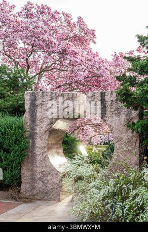 Untertassen-Magnolien im Garten Enid A. Haupt von Smithsonian Castle platzten mit rosa Blumen. Stockfoto