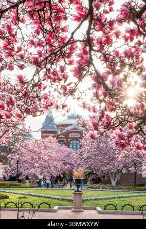 Untertassen-Magnolien im Garten Enid A. Haupt von Smithsonian Castle platzten mit rosa Blumen. Stockfoto