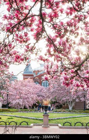 Untertassen-Magnolien im Garten Enid A. Haupt von Smithsonian Castle platzten mit rosa Blumen. Stockfoto