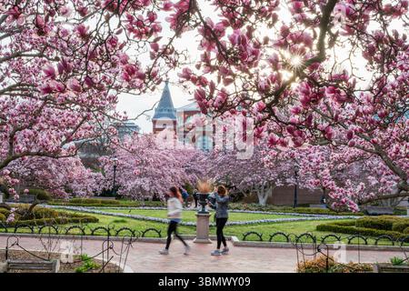 Untertassen-Magnolien im Garten Enid A. Haupt von Smithsonian Castle platzten mit rosa Blumen. Stockfoto